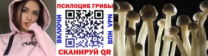 наркота  Боготол  Псилоцибиновые грибы прущие грибы 